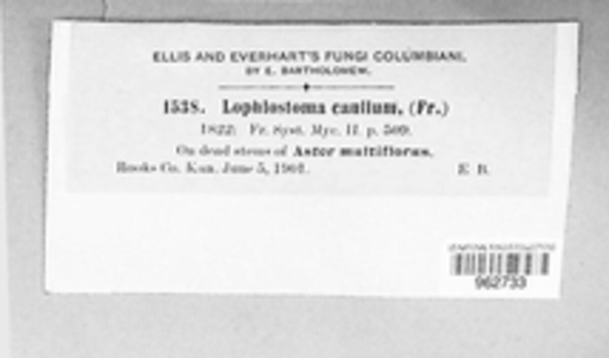Lophiostoma caulium image